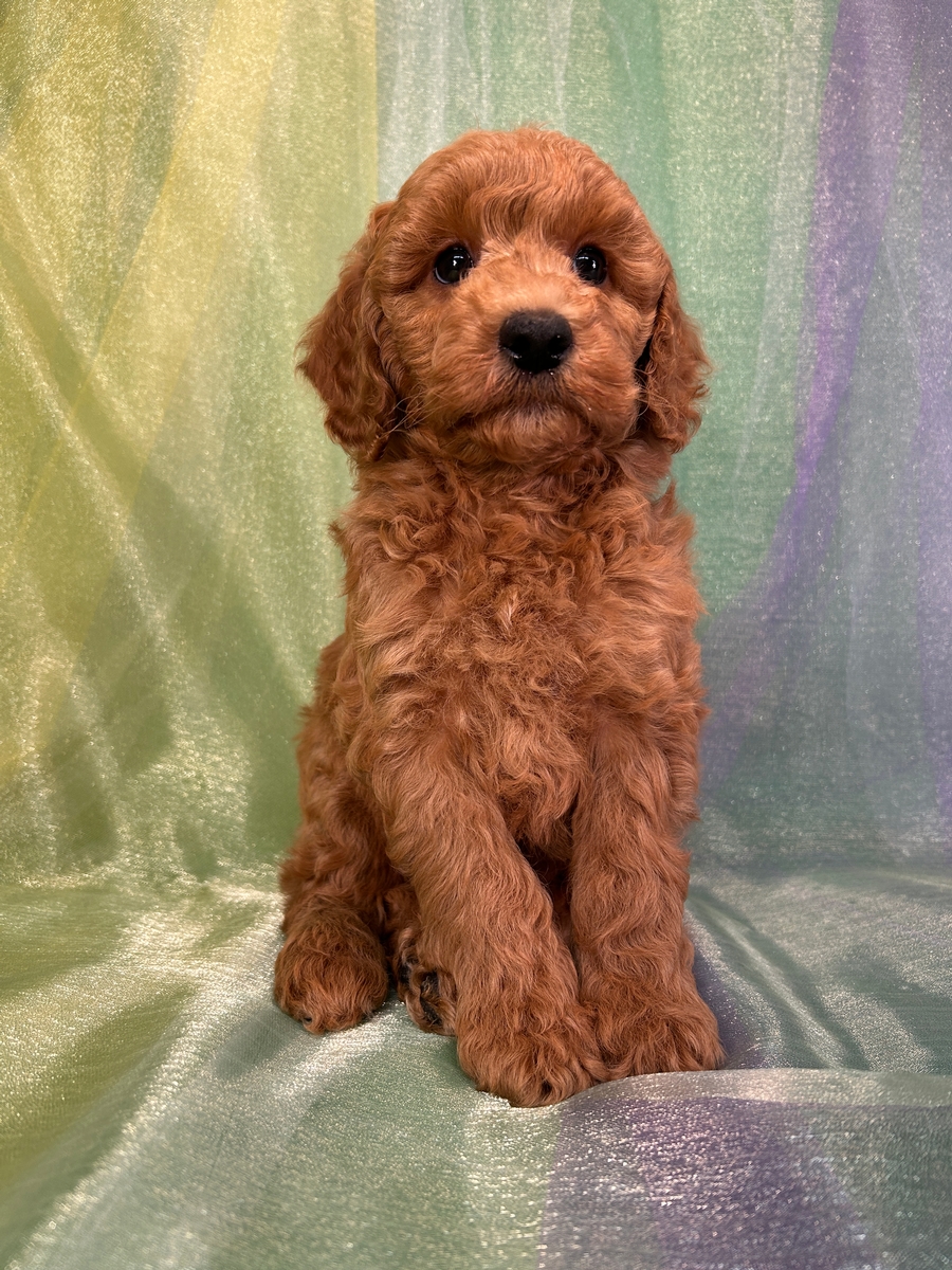 Dark Red Mini Schnoodle Pup for Sale DOB 1-26-2026 $950